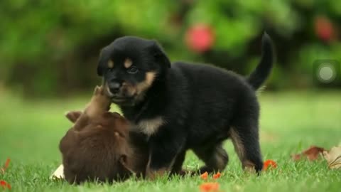 Cute Best friends 🐶