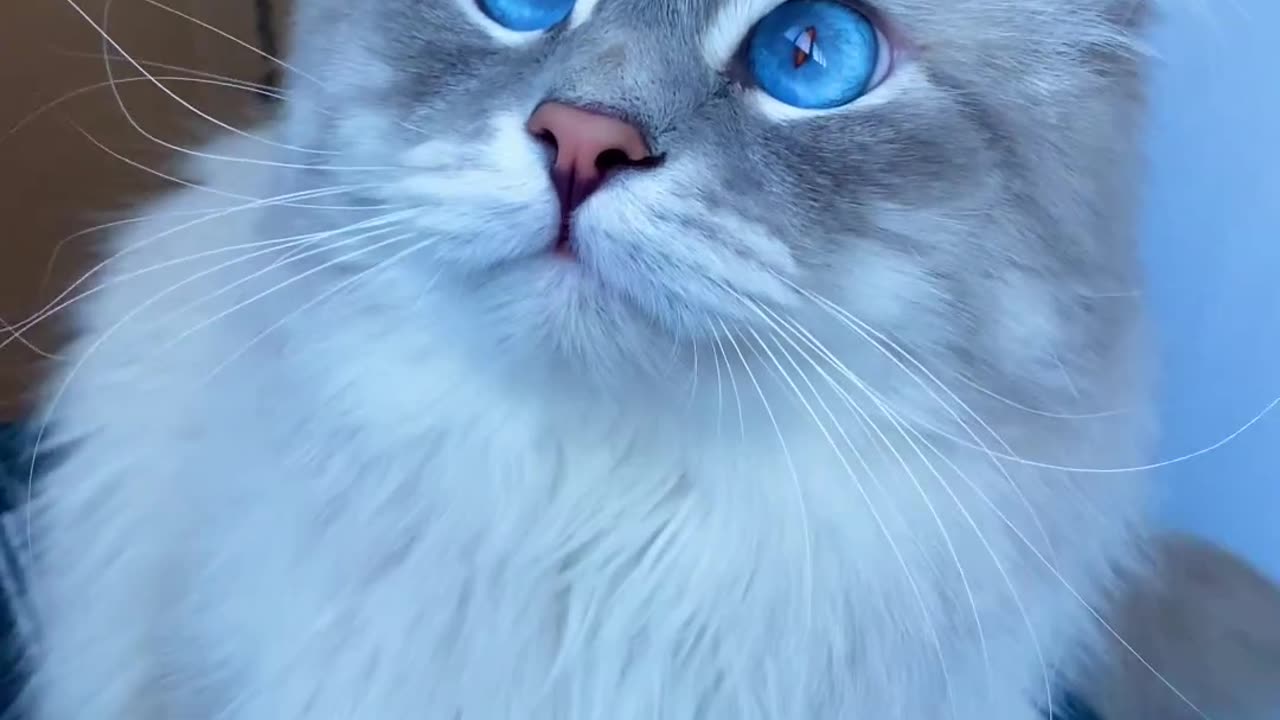 Enchanting Elegance: The Allure of Blue-Eyed Cats