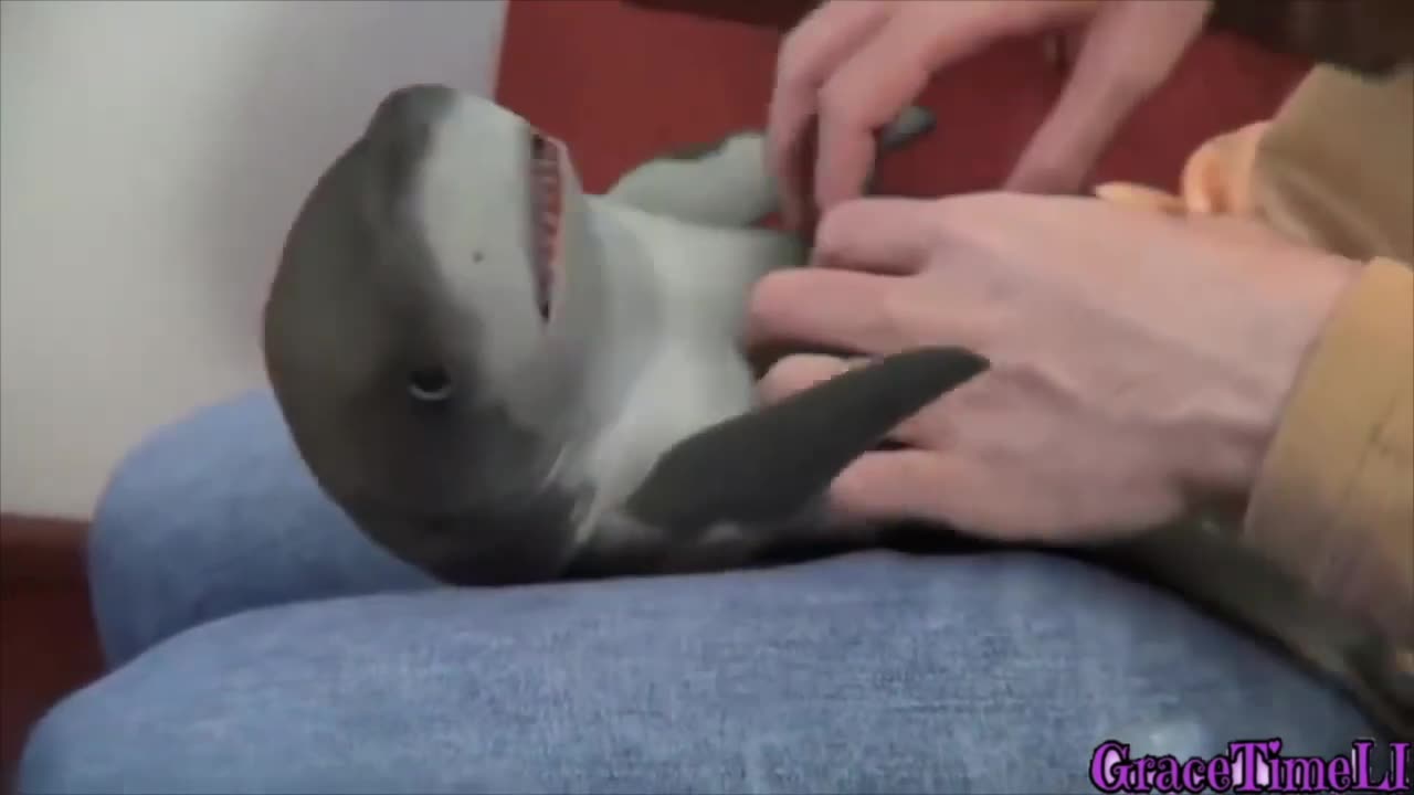 Must seen, supper cute baby shark