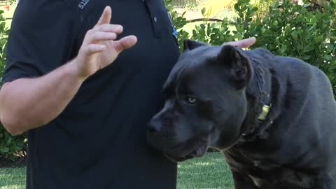 Where Does the Name Cane Corso Come From?