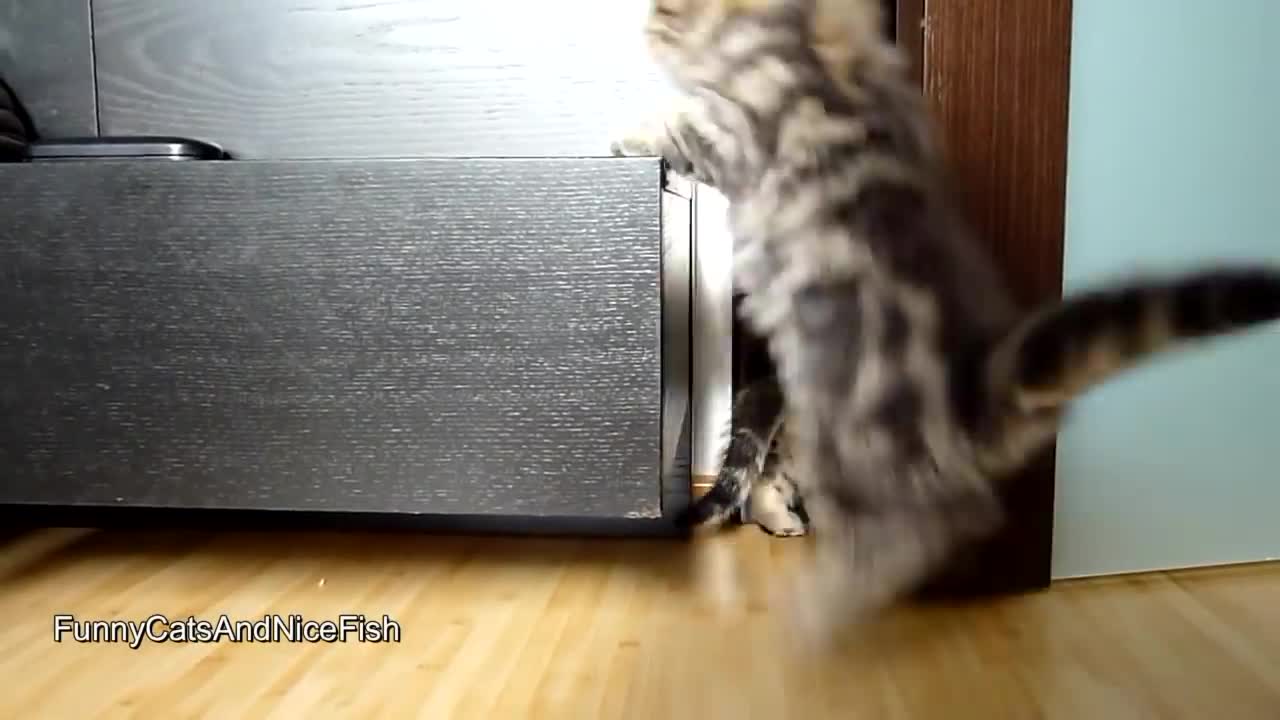 Funny Cats and Cute Kittens Playing Compilation