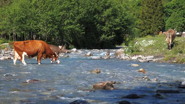 cows safaris