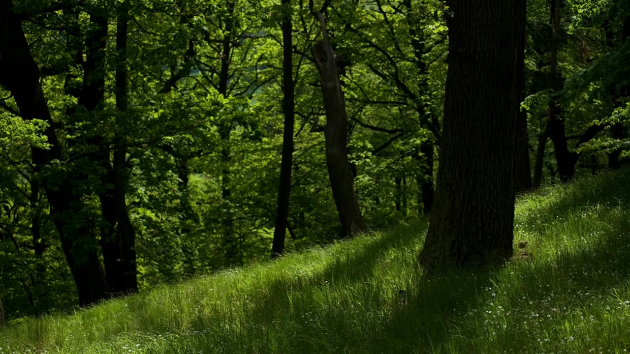 Peaceful and Relaxing Video, Rain and Natural Sounds for Sleep study and relax | Nature & Relax