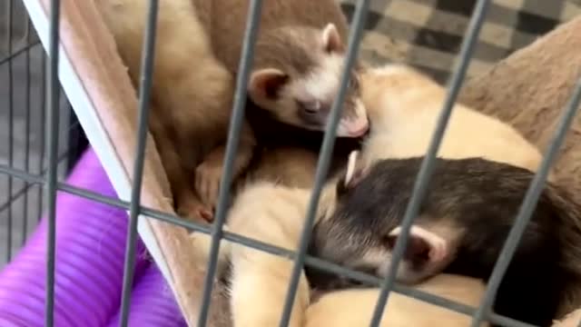 Ferrets and Kitten Enjoy Cuddle Time in Pet Hammock