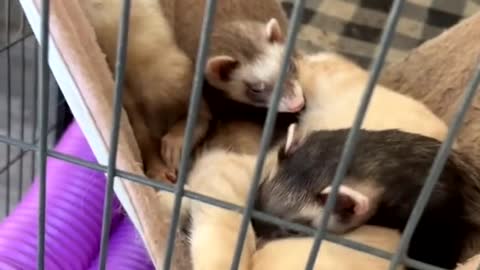 Ferrets and Kitten Enjoy Cuddle Time in Pet Hammock