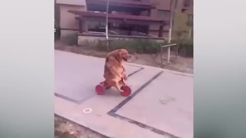 ANIMAL