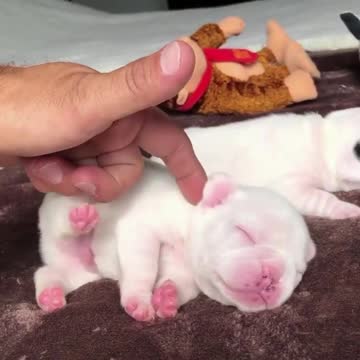 Dog Puppy Pet #Puppy #Pet #Dog