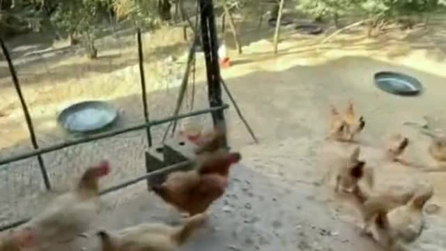 episode 2 wake up at the morning #foryou #animals #funny #lol #pet #fyp #chicken