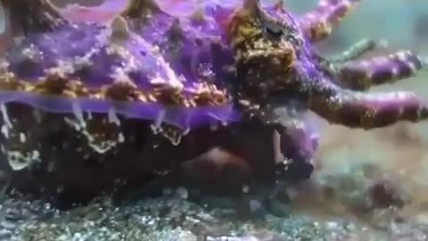 A Sepia bandensis Walking leisurely on the sand of the seabed