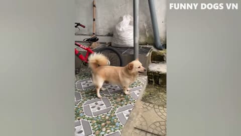 Funny Animals Try not to laugh challenge