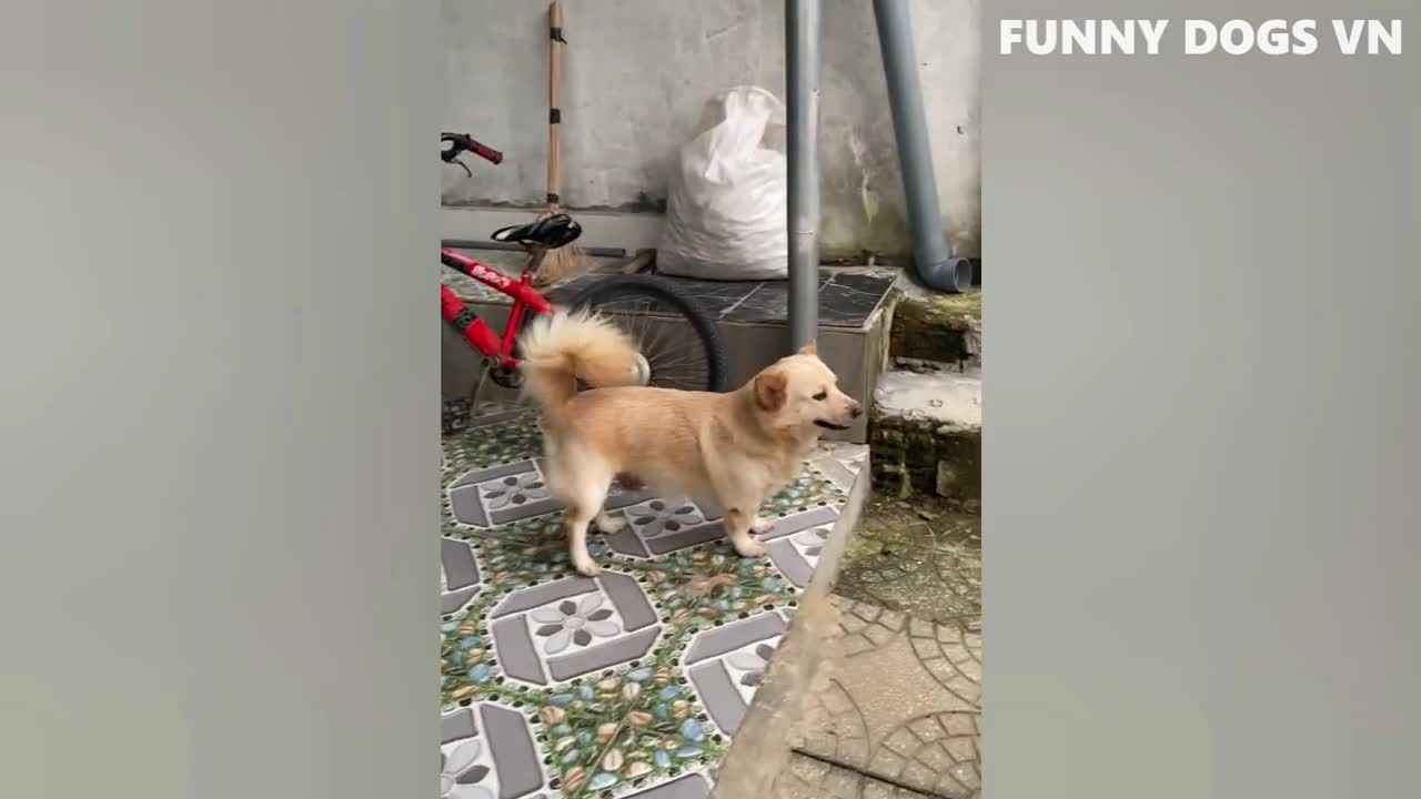 Funny Animals Try not to laugh challenge