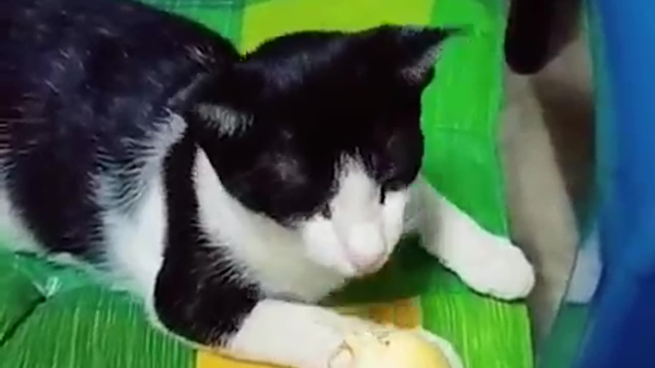 Dog cat funny video new video 😂😂