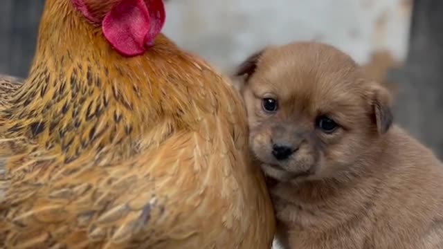 Cute Puppy alone and help hen