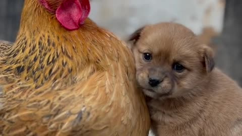 Cute Puppy alone and help hen