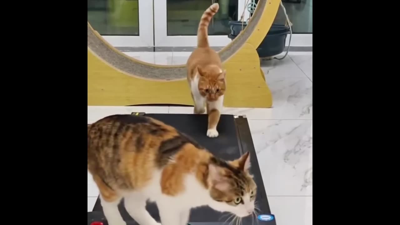 Funny Cats