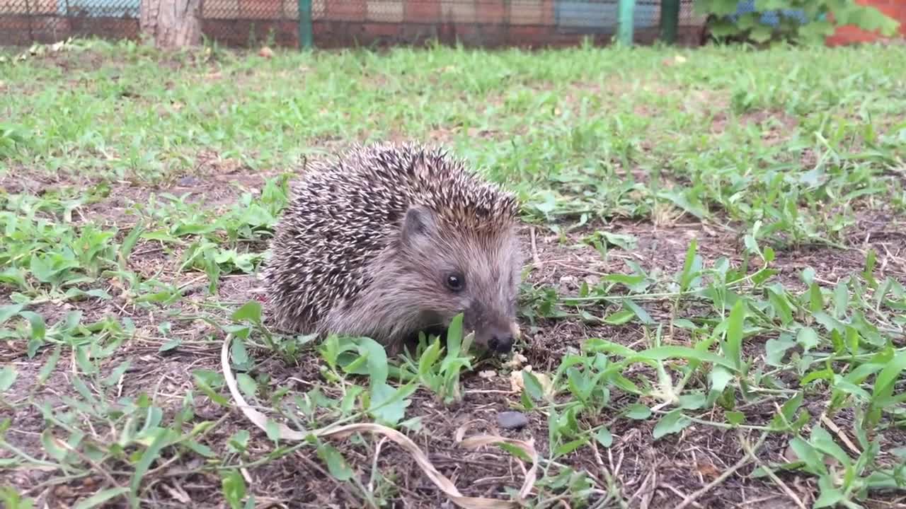 wild hedgehog eating food in the nature