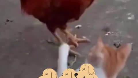 Funny Animal Videos Best Of The 2022 #Shorts