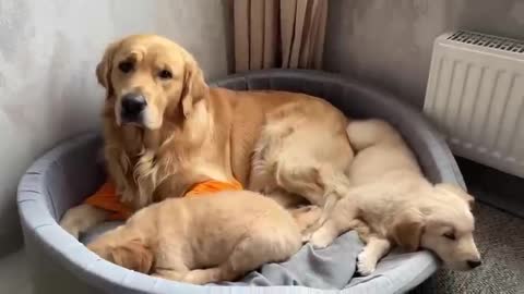 Golden retriever dad watches over his sleeping puppy