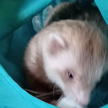 Ferret playing with his favorite toys!!