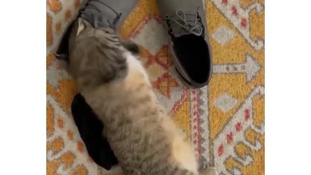 Funny cat omg🤣shoes🤣🤣🤣