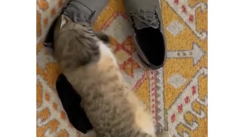 Funny cat omg🤣shoes🤣🤣🤣