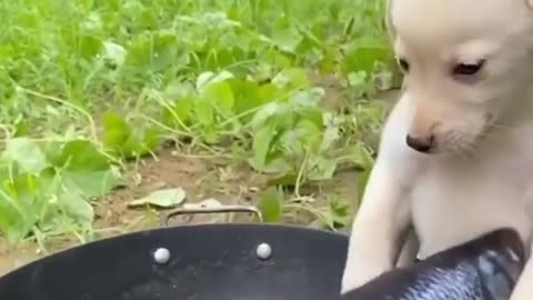 Dog Funny Video | Dog with Fish | Dog Cooking Video