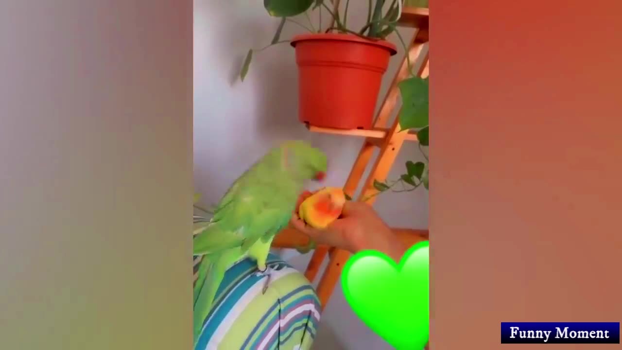 Green parrot, kiss the second brother parrot.