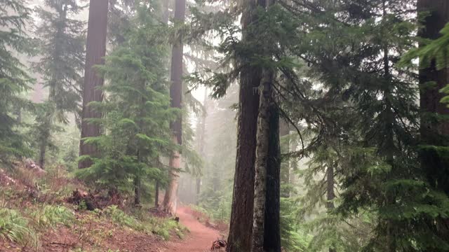 Oregon – Mount Hood National Forest – Hiking through the Gorgeous Forest in Light Fog – 4K