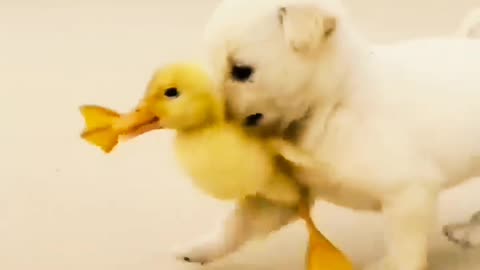 Dog lover video