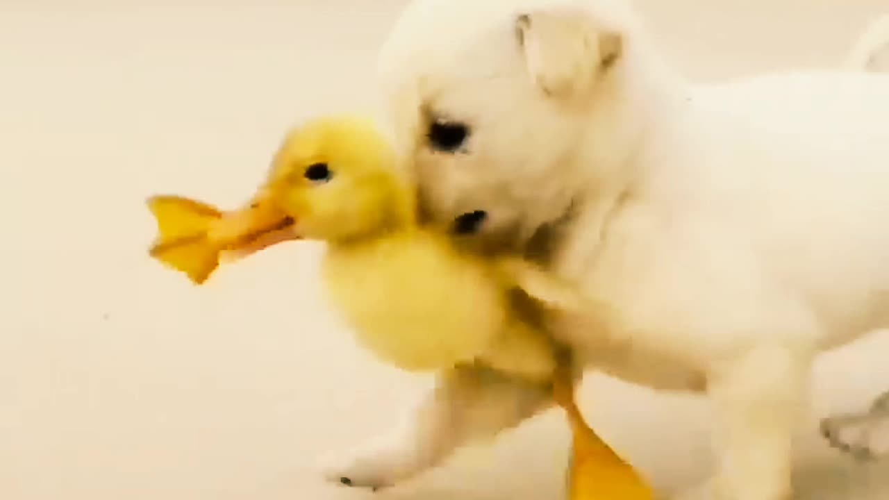Dog lover video