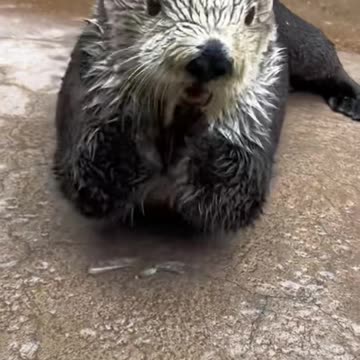 Otter Tap Compilation 🐗🐗🐗