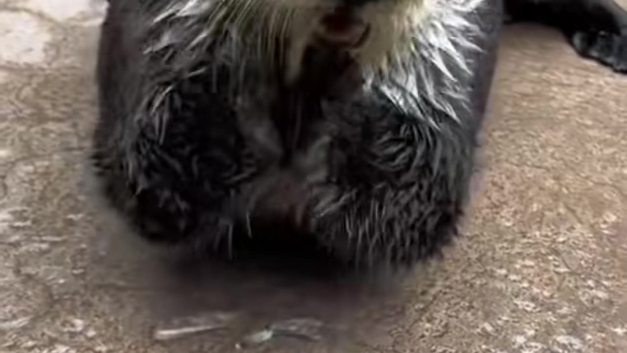 Otter Tap Compilation 🐗🐗🐗