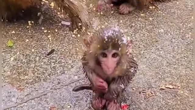 Little monkey play in snow rain funny