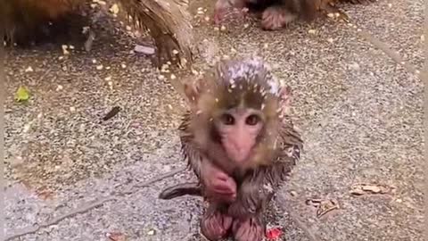 Little monkey play in snow rain funny