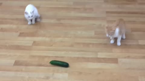 Cats VS Cucumbers