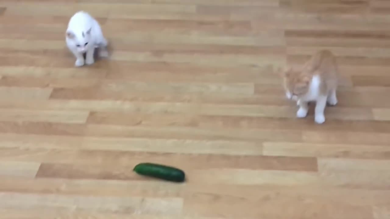 Cats VS Cucumbers