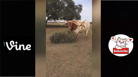 Best Funny Animal Videos Of The 2023 🤣 - Funniest Cats And Dogs Videos 😺😍😂🐶 Funny cat & dog videos 😍