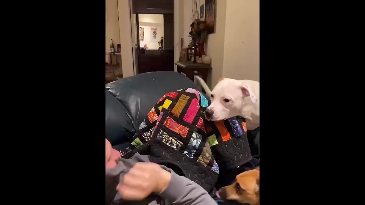 New Funny Animals π Funniest Cats and Dogs Videos πΊπΆ