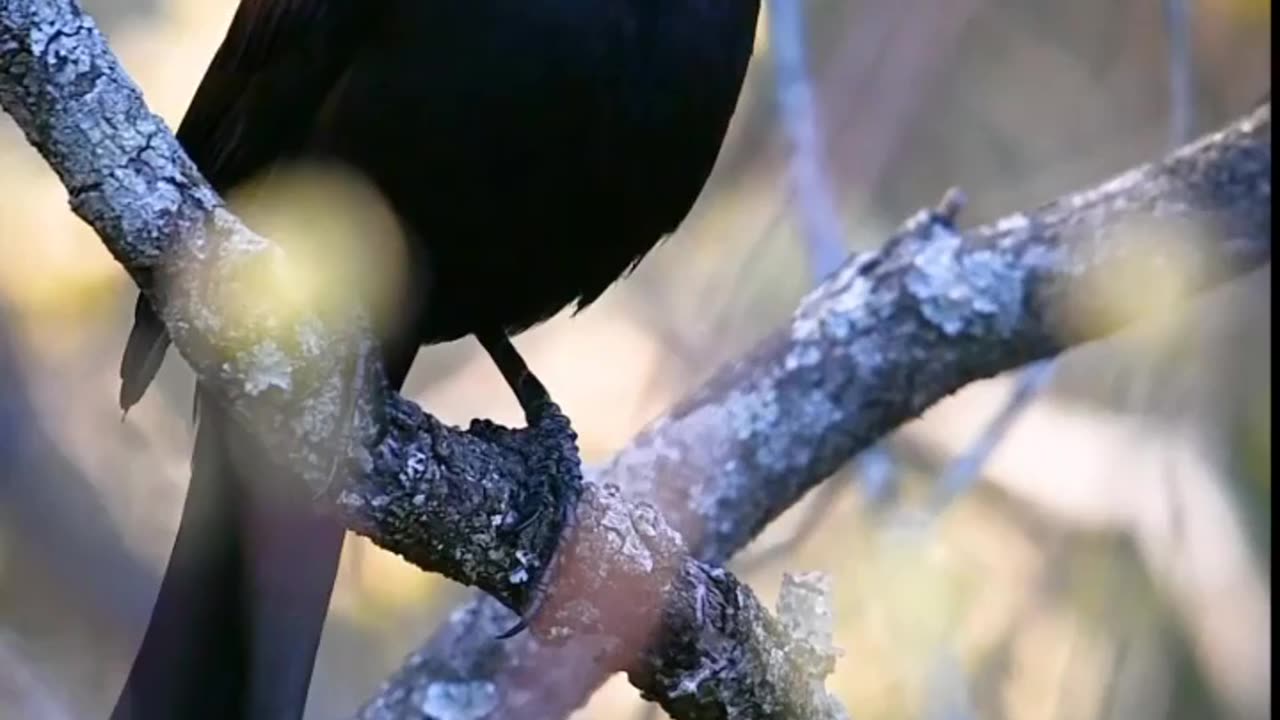 common grackle