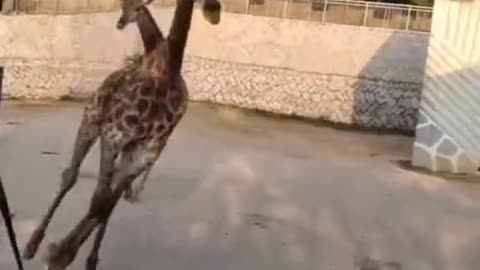 Run away, giraffe