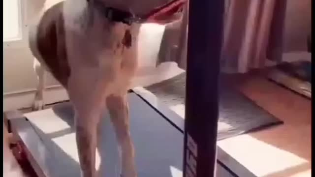 Dog funny video