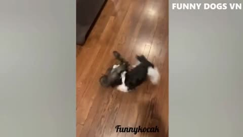 Funniest dogs video make me Laugh 😂