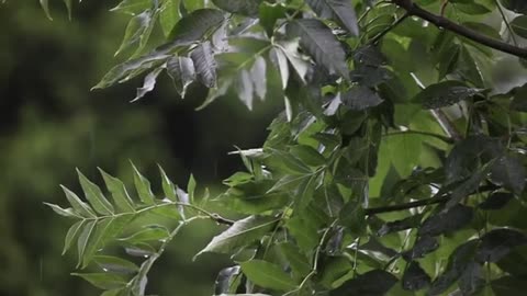 Nature videos of rain and trees and green weather