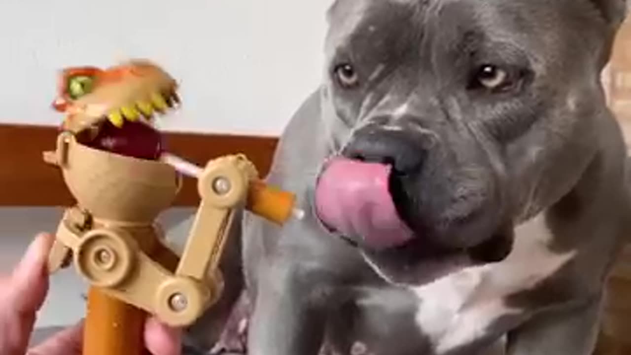 Comprei um Brinquedo Novo para Minha American Bully