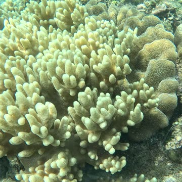 Snorkeling Adventure, What a Beautiful Coral