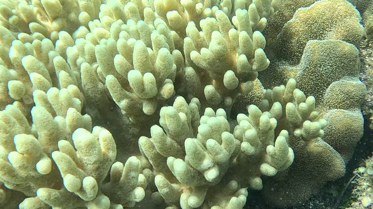 Snorkeling Adventure, What a Beautiful Coral