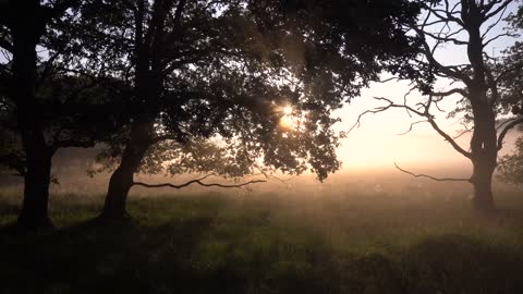 light shinging through the branches