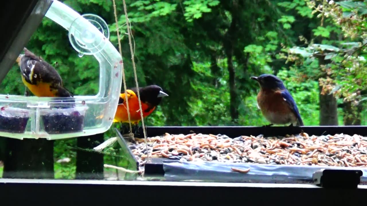 Bluebird and Orioles