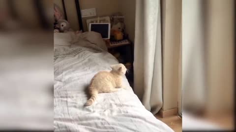 Cute cat funny videos / funny videos #2