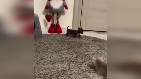 Funny Animal - Funny cat/dog